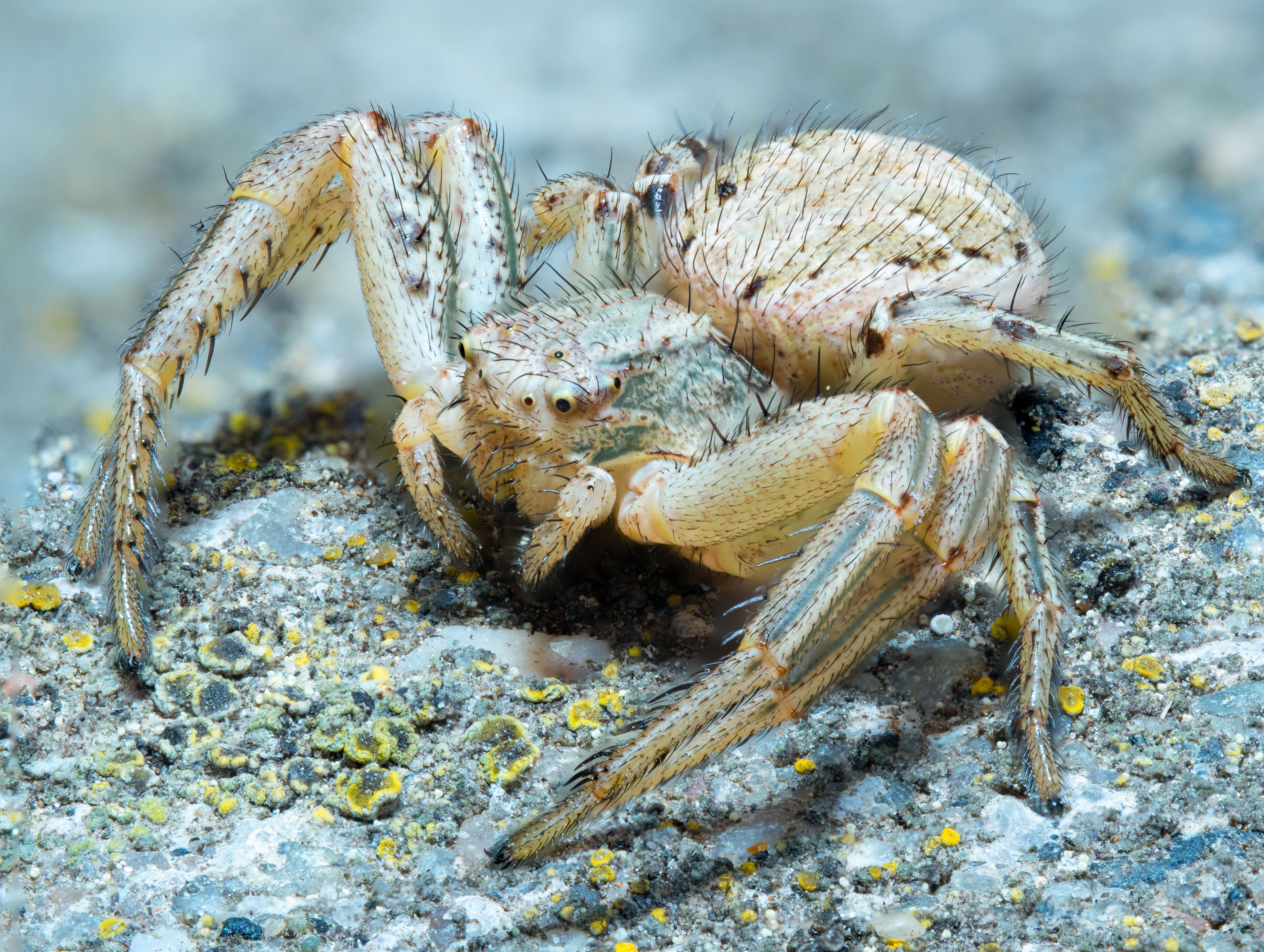 Shanghai Food — Hairy Crab (大闸蟹): Shanghai's Seasonal Obsession