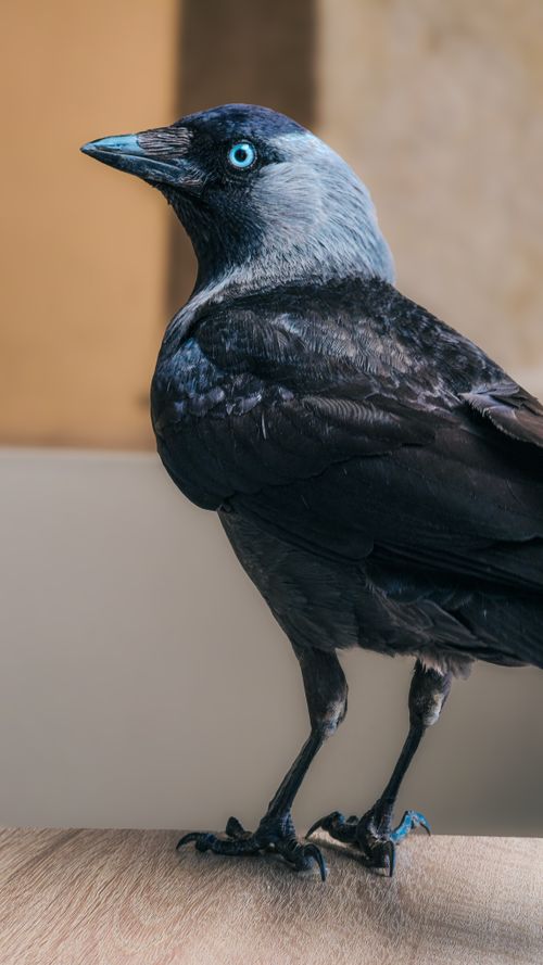 Free Close-up portrait of a Eurasian Jackdaw standing indoors with soft focus background. Stock Photo