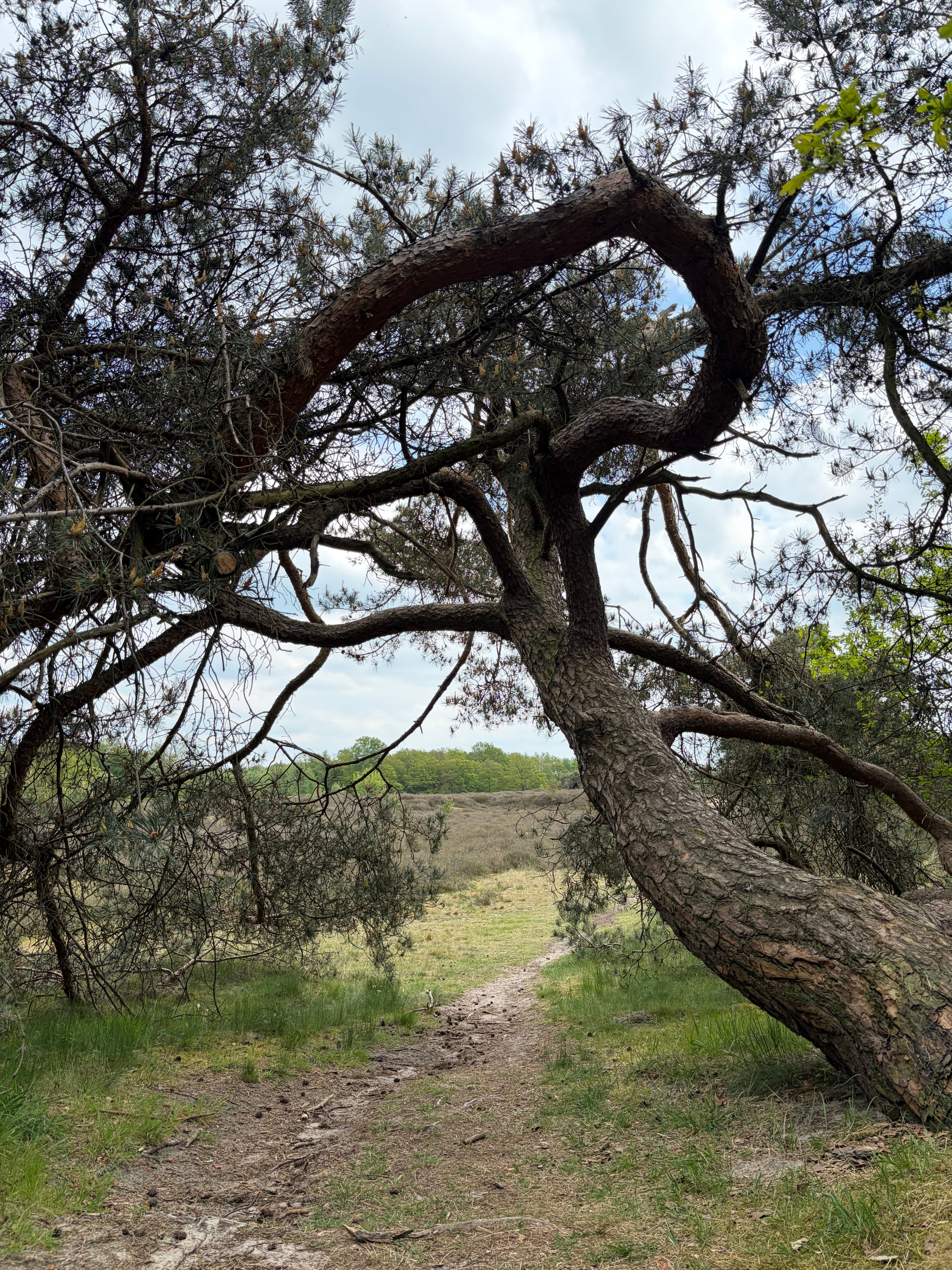 Curved Tree in Dutch Forest Pathway · Free Stock Photo