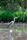 heron