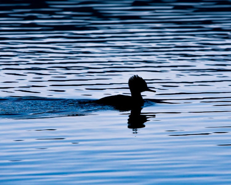 Black Duck Swimming On Water