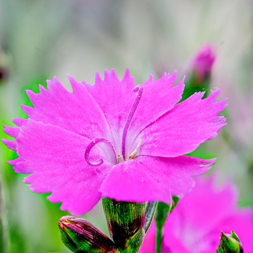 Free stock photo of eyes2soul, flower, natural Stock Photo