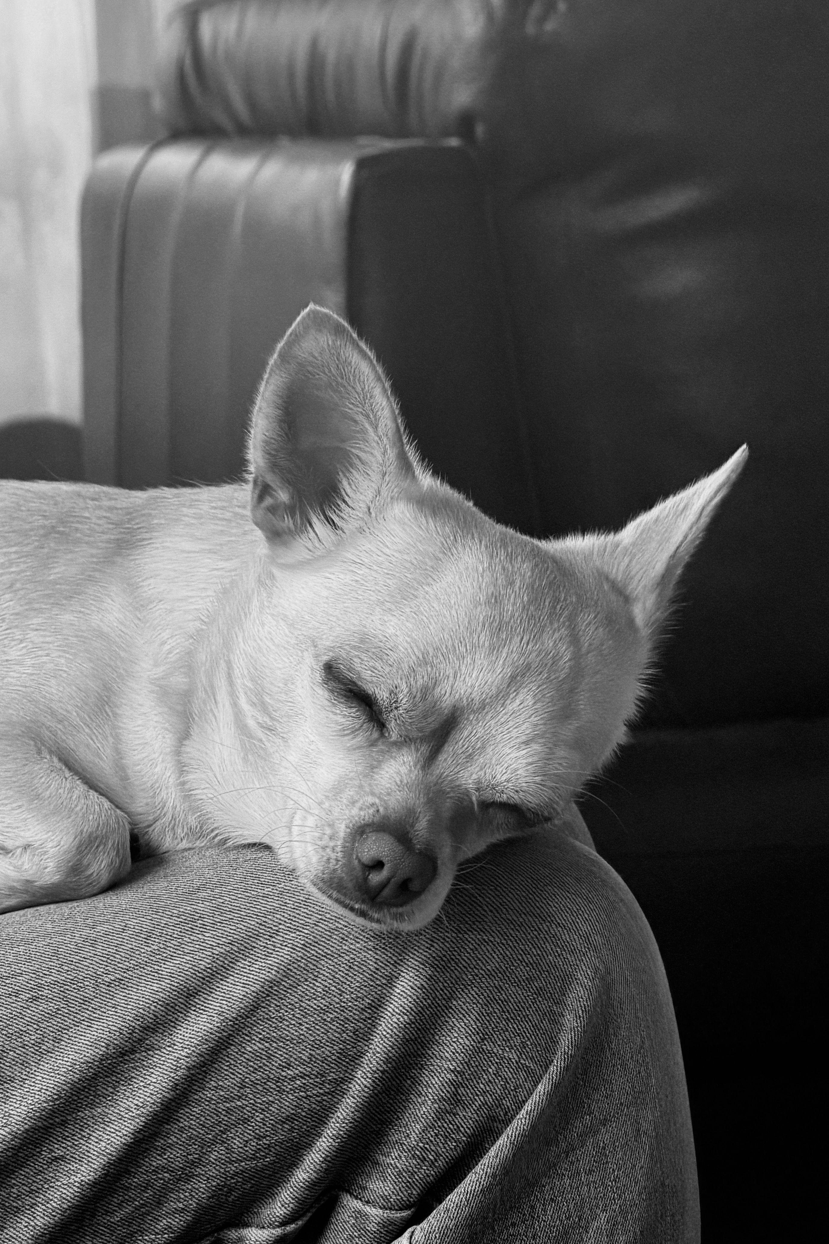 Peaceful Chihuahua sleeping on a person's lap in black and white.