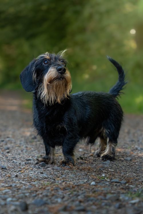 Free Adorable wire-haired dachshund exploring a forest path on a sunny day. Stock Photo
