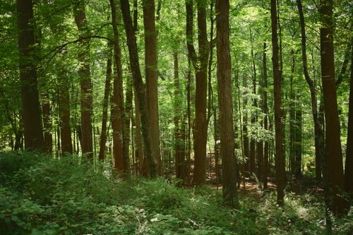 Free Serene forest scene with green foliage and sunlight filtering through tall trees. Perfect for nature lovers. Stock Photo