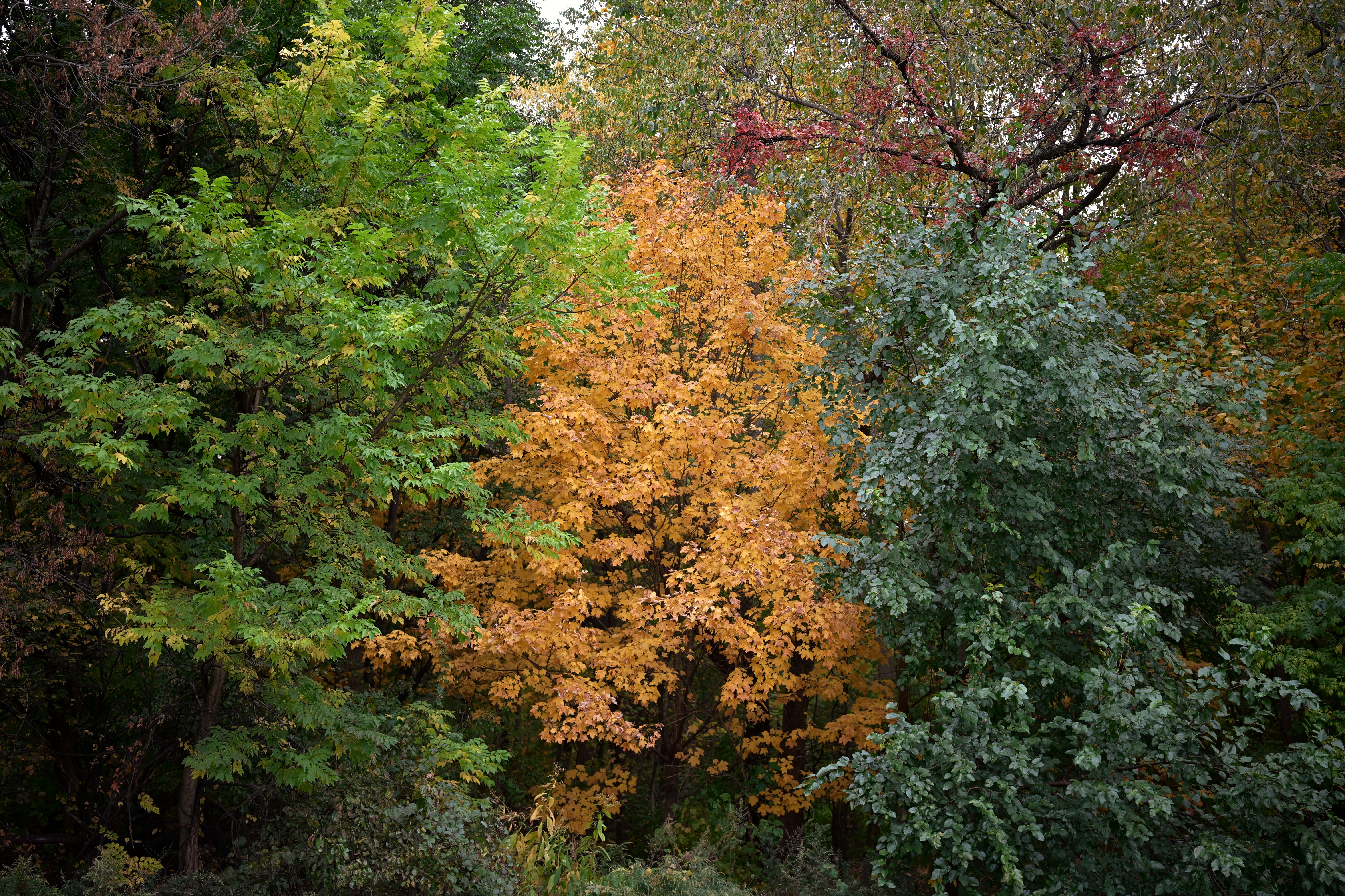 Colorful autumn trees in a serene forest setting during fall season.