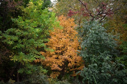 Colorful autumn trees in a serene forest setting during fall season.
