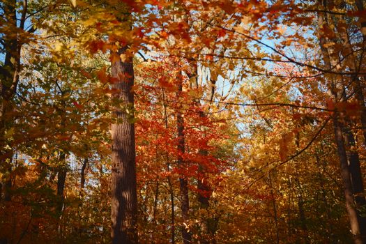 Colorful autumn leaves in a sunlit forest, capturing the essence of fall season beauty.