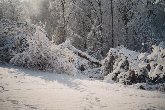 Serene winter forest landscape with snow-covered trees in daylight.