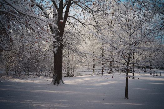 A tranquil winter forest scene with snow-covered trees and a blue sky.