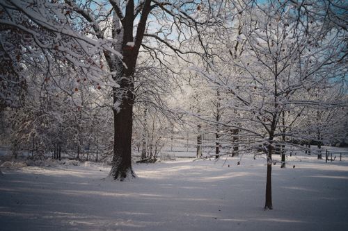 Free A tranquil winter forest scene with snow-covered trees and a blue sky. Stock Photo