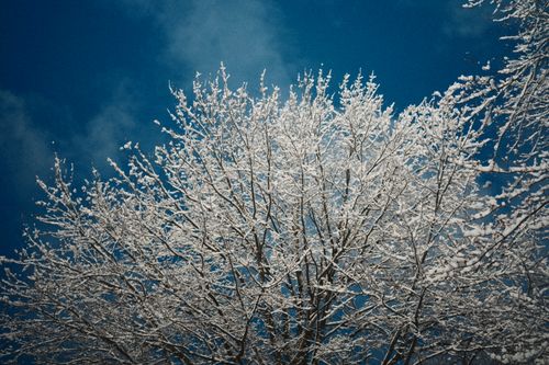 Free A stunning snow-covered tree set against a bright blue sky, capturing the essence of winter beauty. Stock Photo