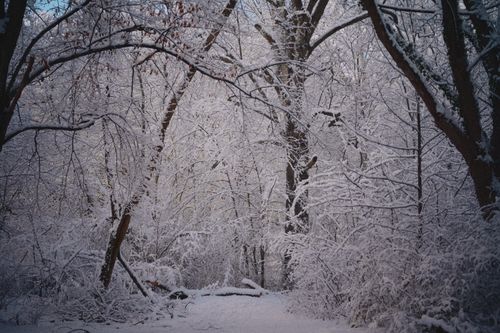 Free Peaceful winter forest scene with snow-laden trees and a serene atmosphere. Stock Photo