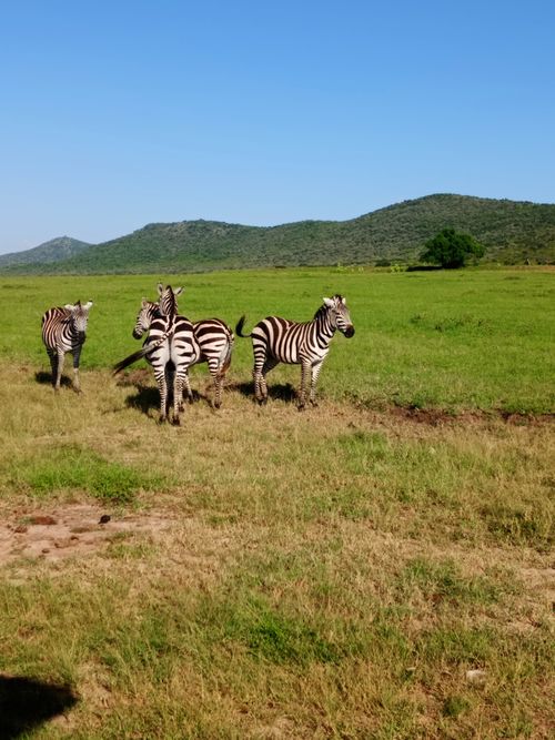 Free A herd of zebras in the lush green savannah of Kenya's wilderness under a clear blue sky. Stock Photo