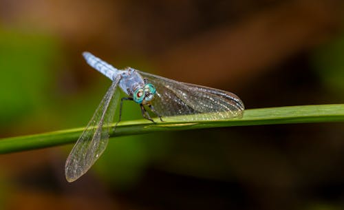 Libélula Na Folha Verde Em Fotografia De Close Up