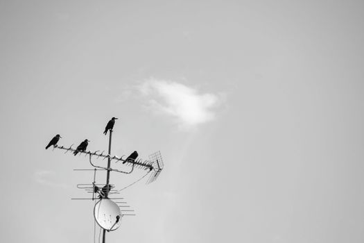 crow photo