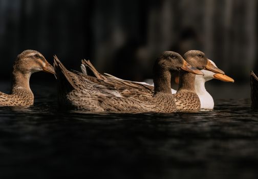 A group of ducks swimming together in a serene water setting in Kolkata, India.