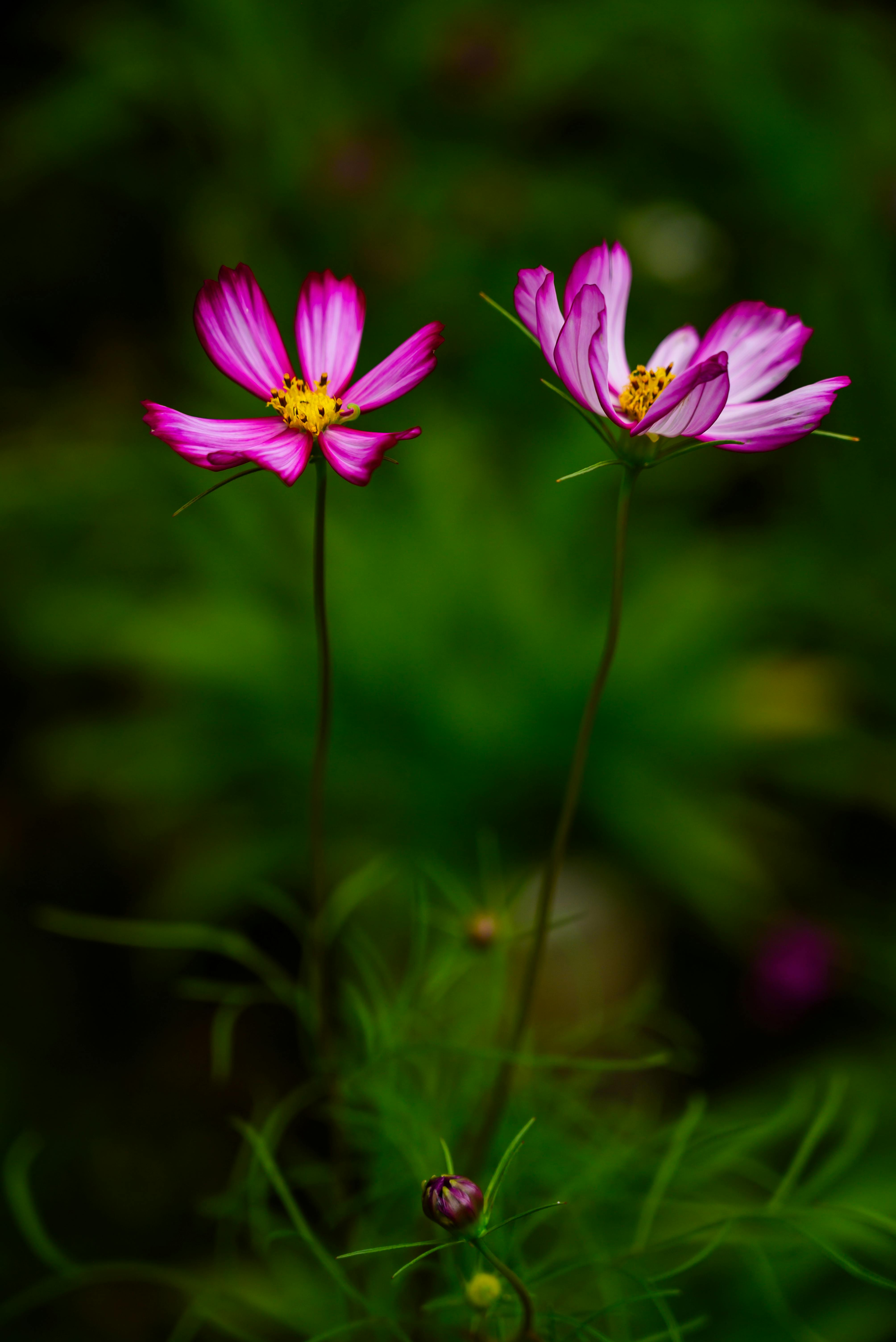 [ColoSach]-close-up-of-vibrant-pink-cosmos-flowers-blooming-in-a-lush-vietnamese-garden.