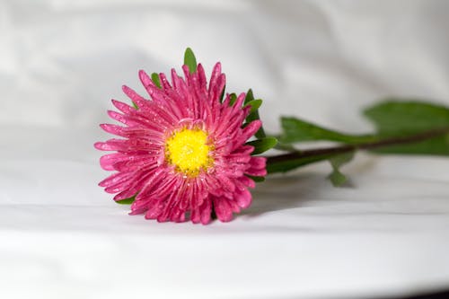 Gratis lagerfoto af blomst, lyserød, marguerit
