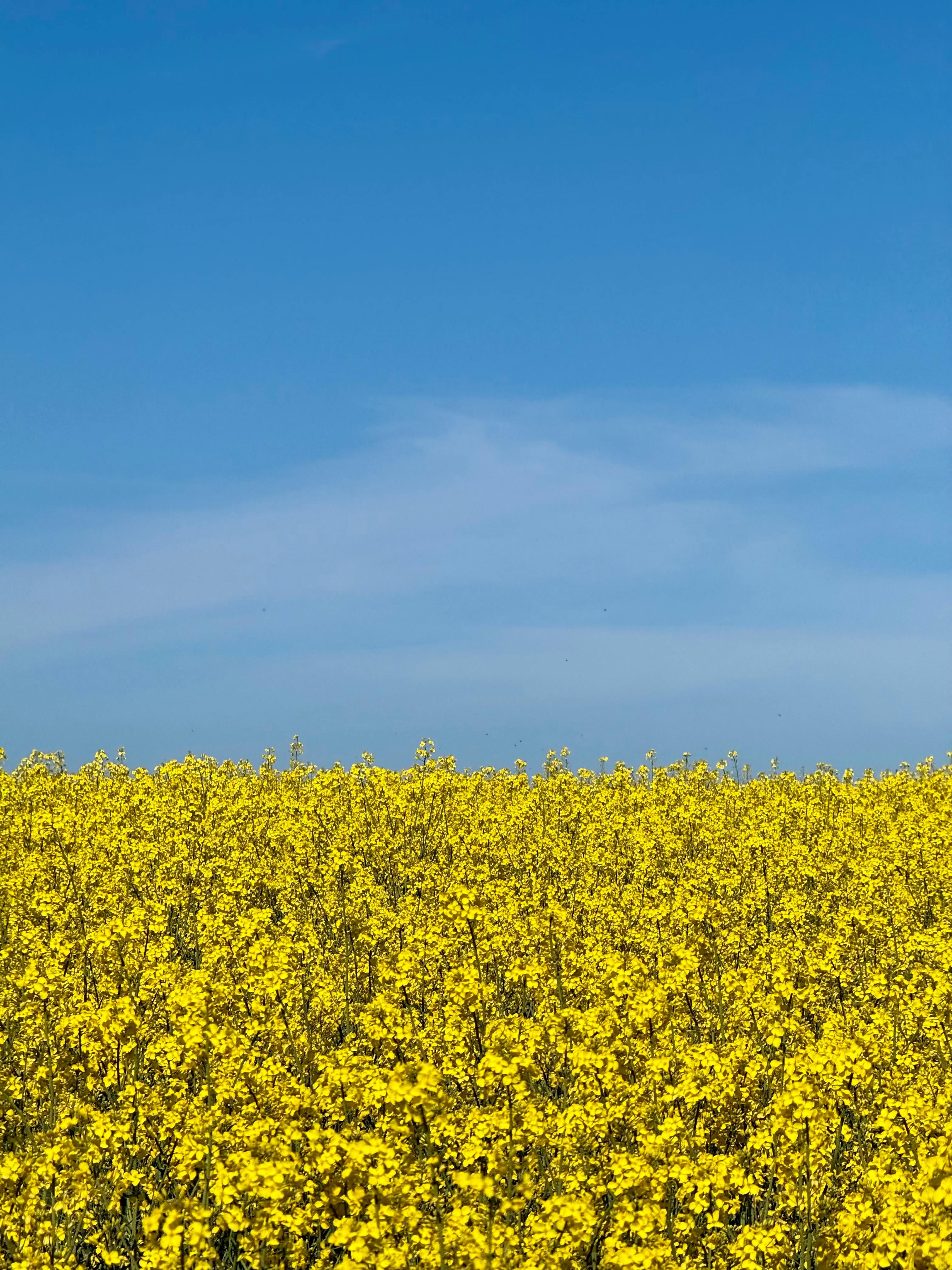 Feira Internacional da Agroindústria Reúne Setores de Biodiesel e Bioquerosene