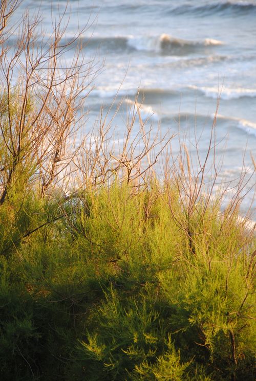 Free Beautiful sea view in Anzio, Lazio, Italy, showcasing lush greenery and gentle waves. Stock Photo