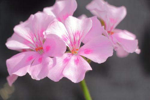 Free Delicate pink geranium flowers in full bloom with soft sunlight. Stock Photo