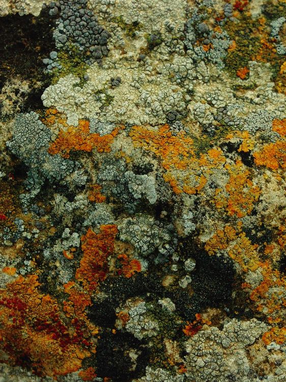Detailed Lichen Growth on Rock Surface · Free Stock Photo