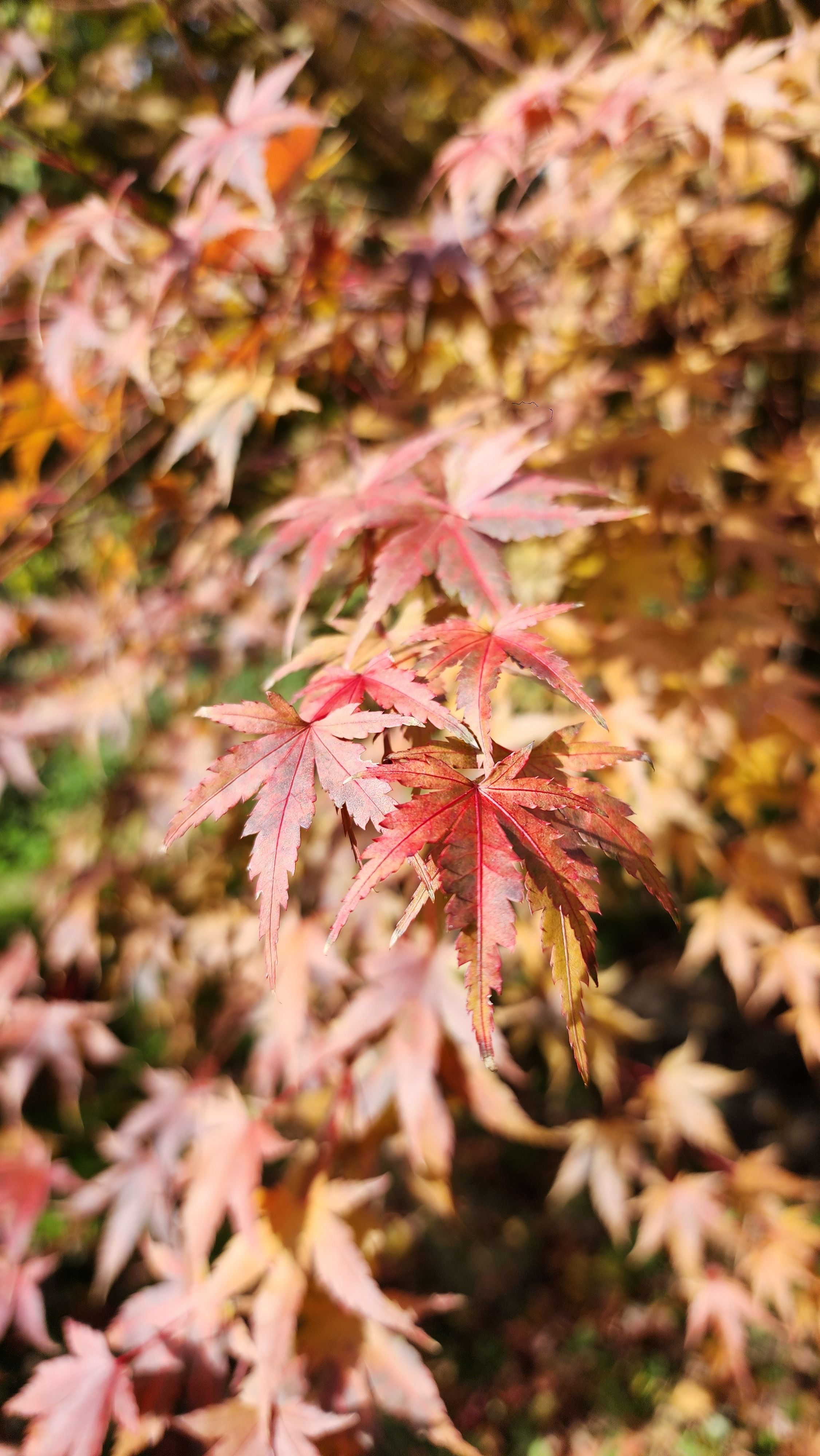 Fotomural Primer plano de hojas de arce coloridas en otoño que capturan los tonos vibrantes de la temporada.