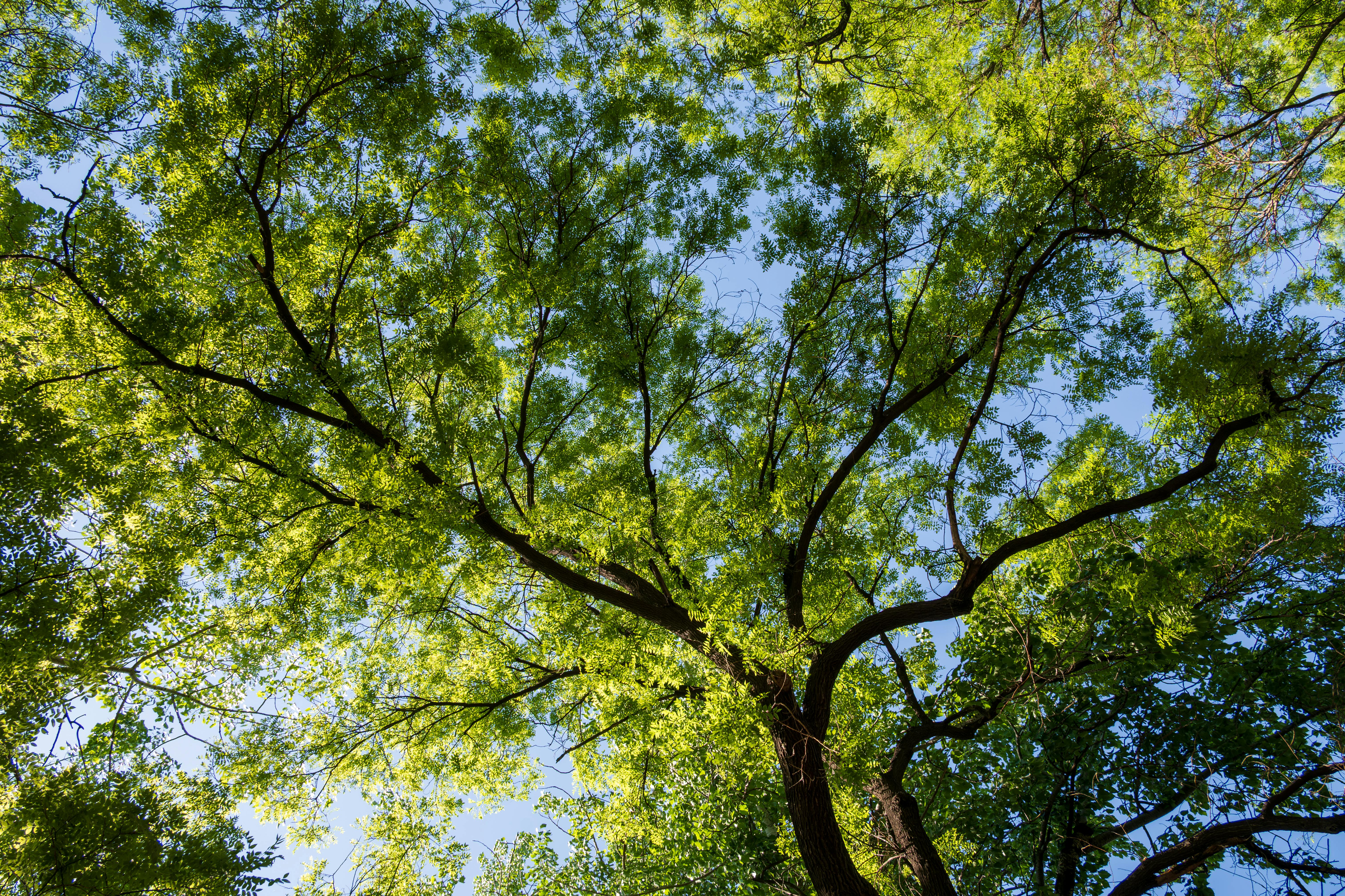 Une canopée d'arbres luxuriante au feuillage vert s'étend sur un ciel bleu limpide, offrant un panorama naturel serein.