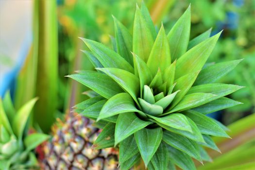 Vibrant green pineapple foliage captured outdoors highlighting texture and color.