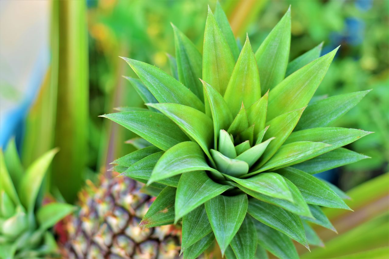 vibrant green pineapple foliage captured outdoors highlighting texture