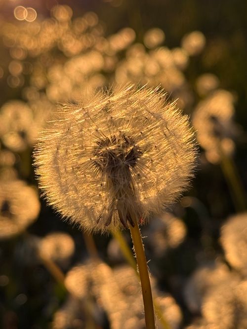 Free Detailed view of a dandelion, glowing in the warm hues of sunset, showcasing its delicate seeds. Stock Photo