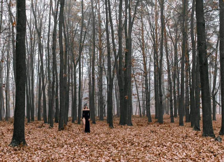 Person In Black Dress Walking On Brown Dried Leaves On Forest