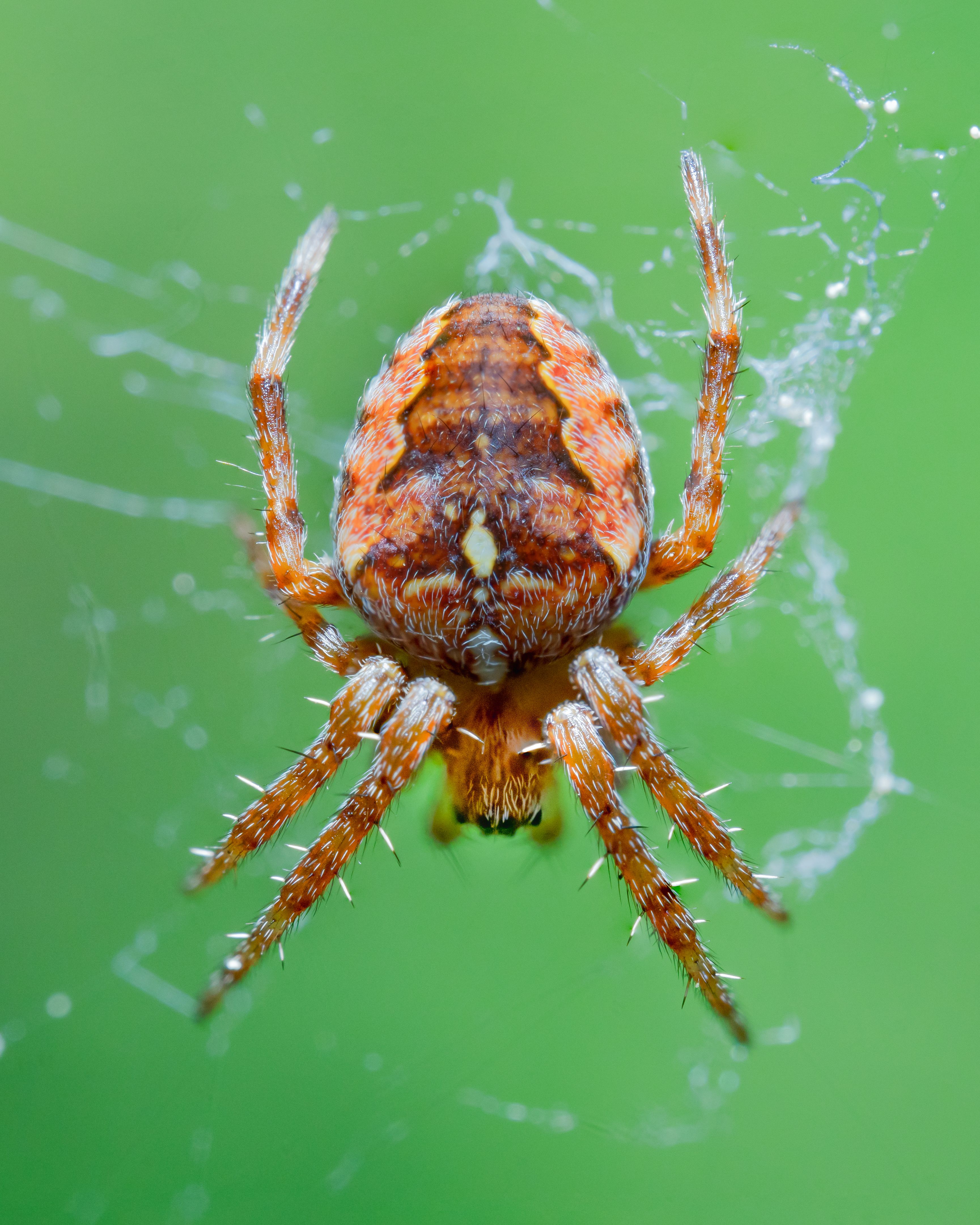Close Up Photography of a Brown Spider on Green Leaves · Free Stock Photo