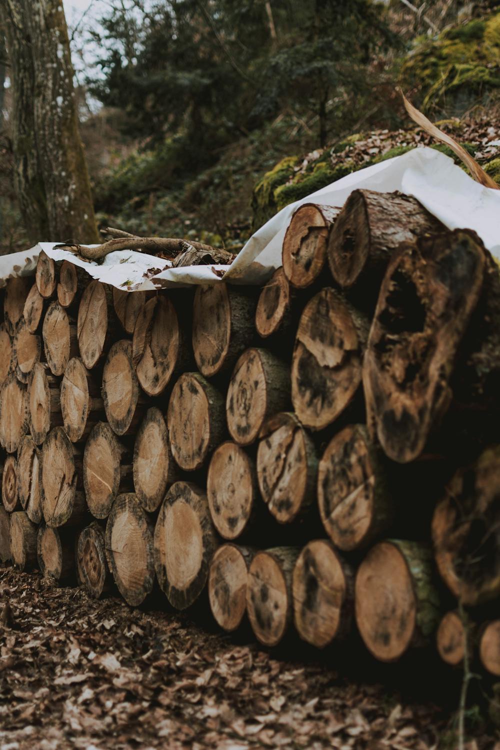 Wooden logs in forest in village · Free Stock Photo