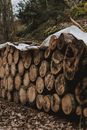 Rows of logs of felled trees in forest during logging in countryside at daytime