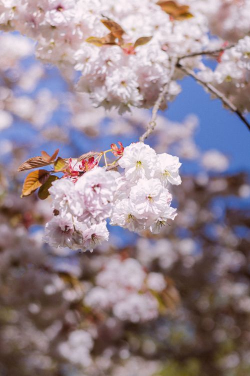 Free Beautiful cherry blossoms (Prunus serrulata) bloom under the spring blue sky in Bad Hersfeld, Germany. Stock Photo