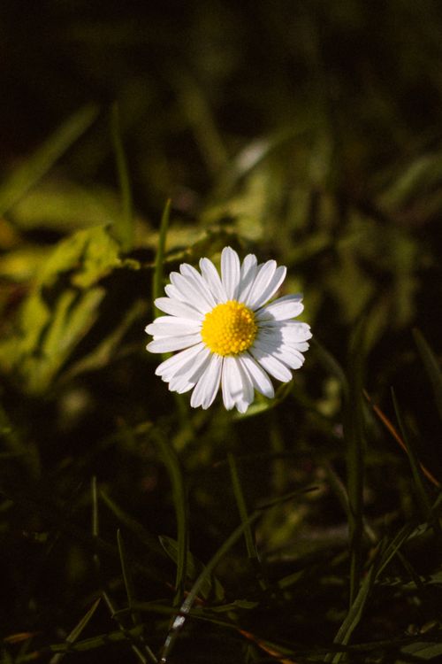 Free Macro photo of a daisy (Bellis perennis) with soft lighting, captured in a meadow at Bad Hersfeld, Germany. Stock Photo