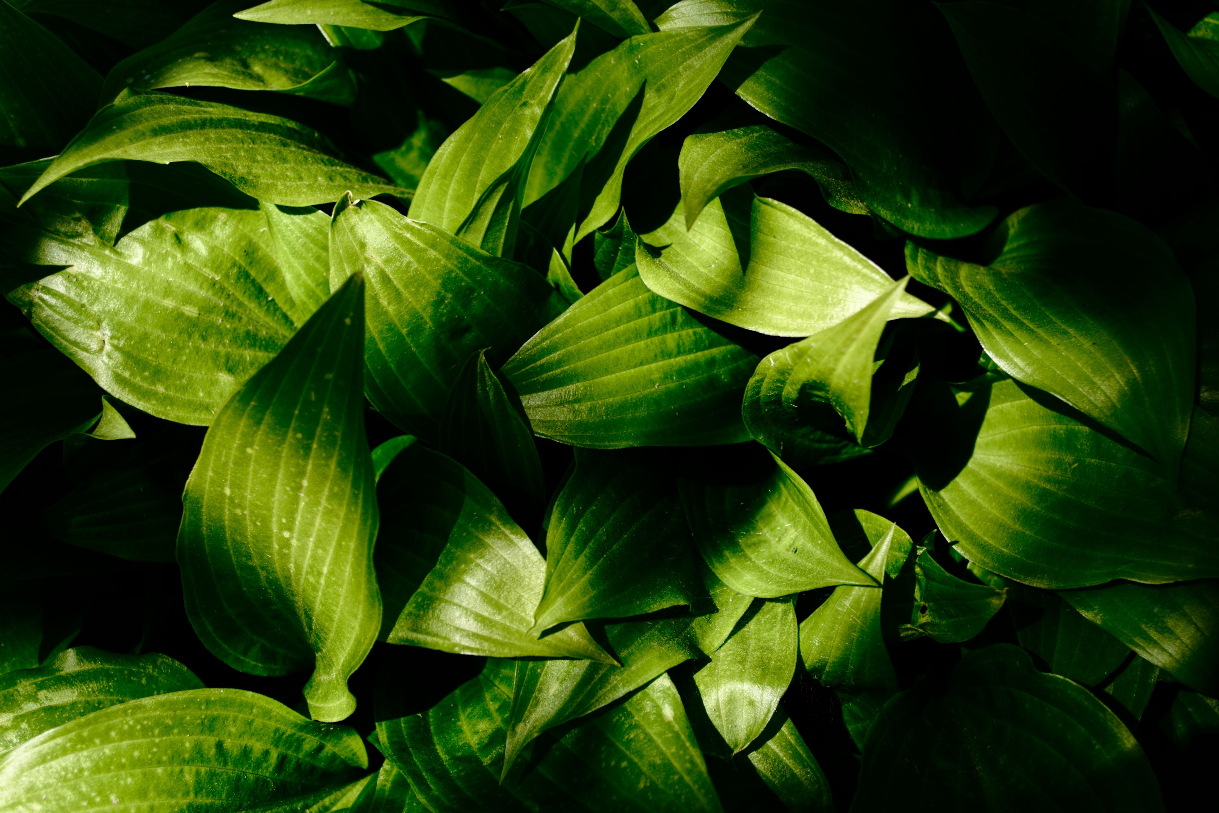 Bright green leaves captured with striking sunlight, creating a fresh and natural vibe.