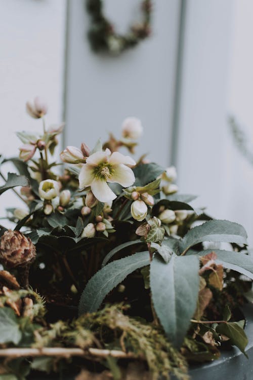 White Flowers With Green Leaves