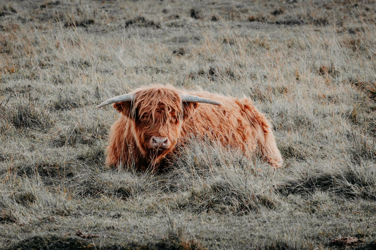 a serene highland cow relaxing in a grassy field embodying tranquility