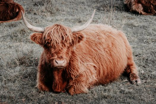 A Highland cow with shaggy fur and long horns resting on a grassy field.
