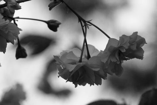 Grayscale Photo of a Flower