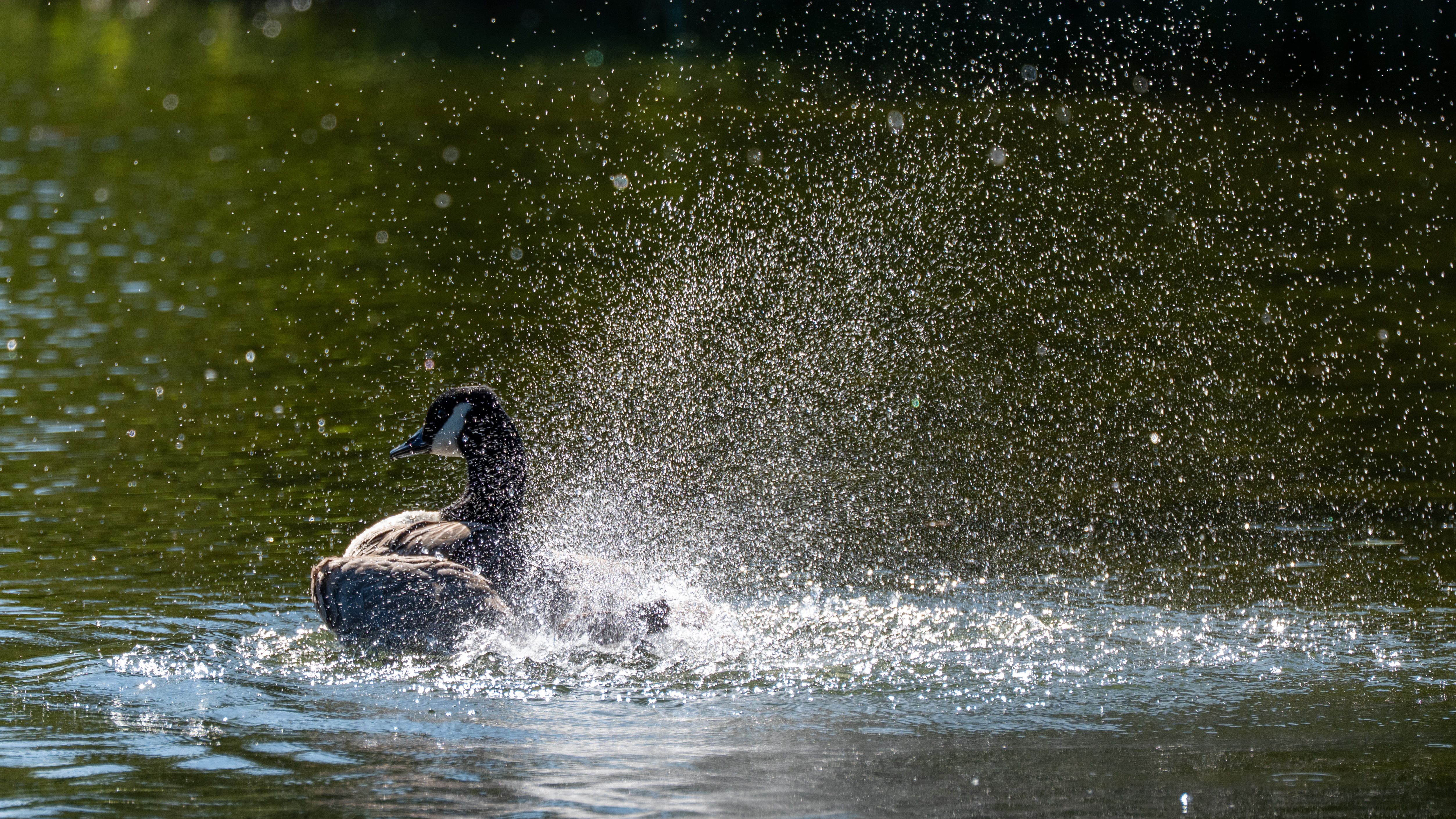 A Canada goose energetically splashes water in a serene pond in Farnham, England.