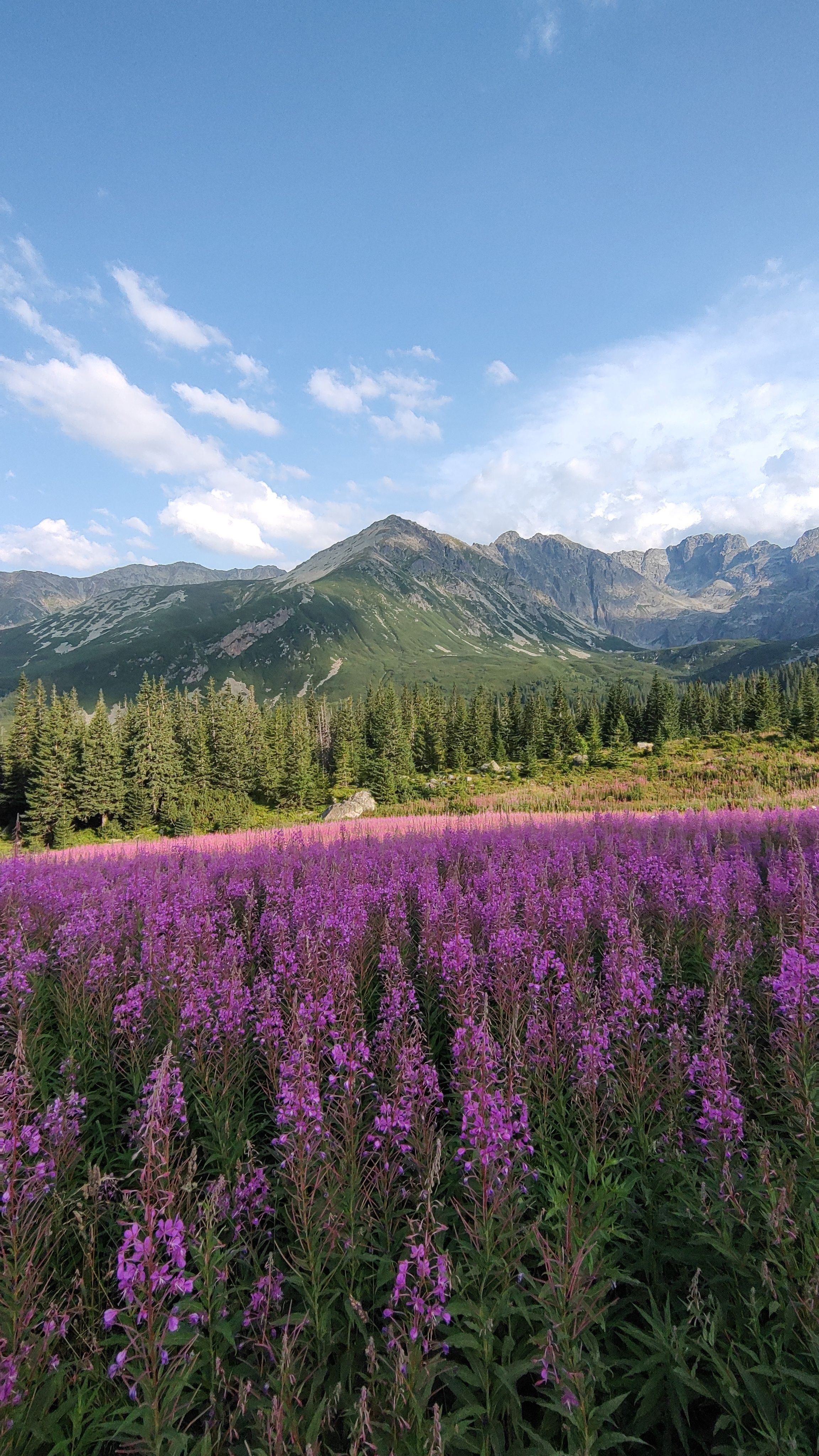 Majestic mountain scene with vibrant pink wildflowers and evergreen trees under a clear blue sky.
