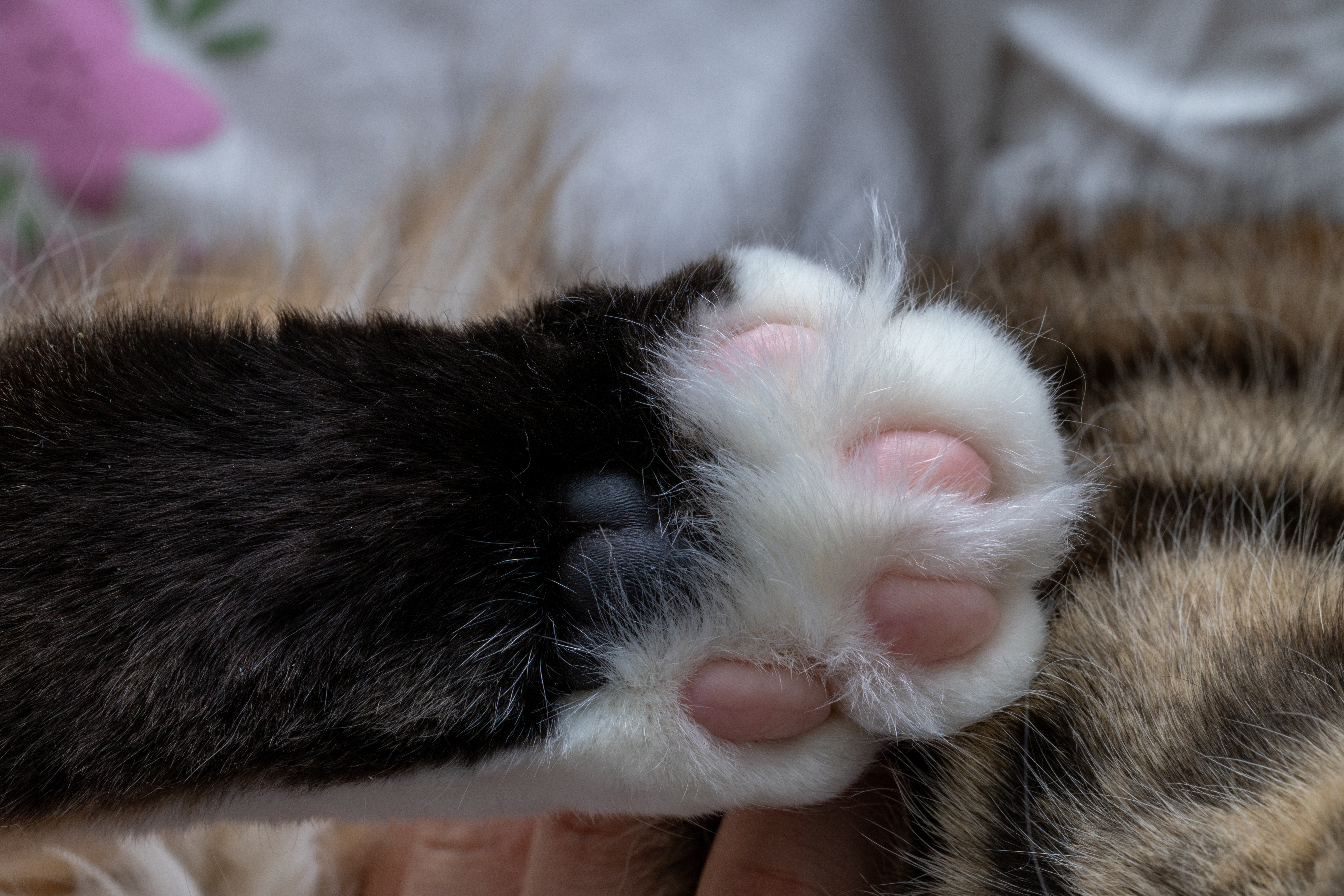 Close-Up of Cat Paws Resting Together · Free Stock Photo