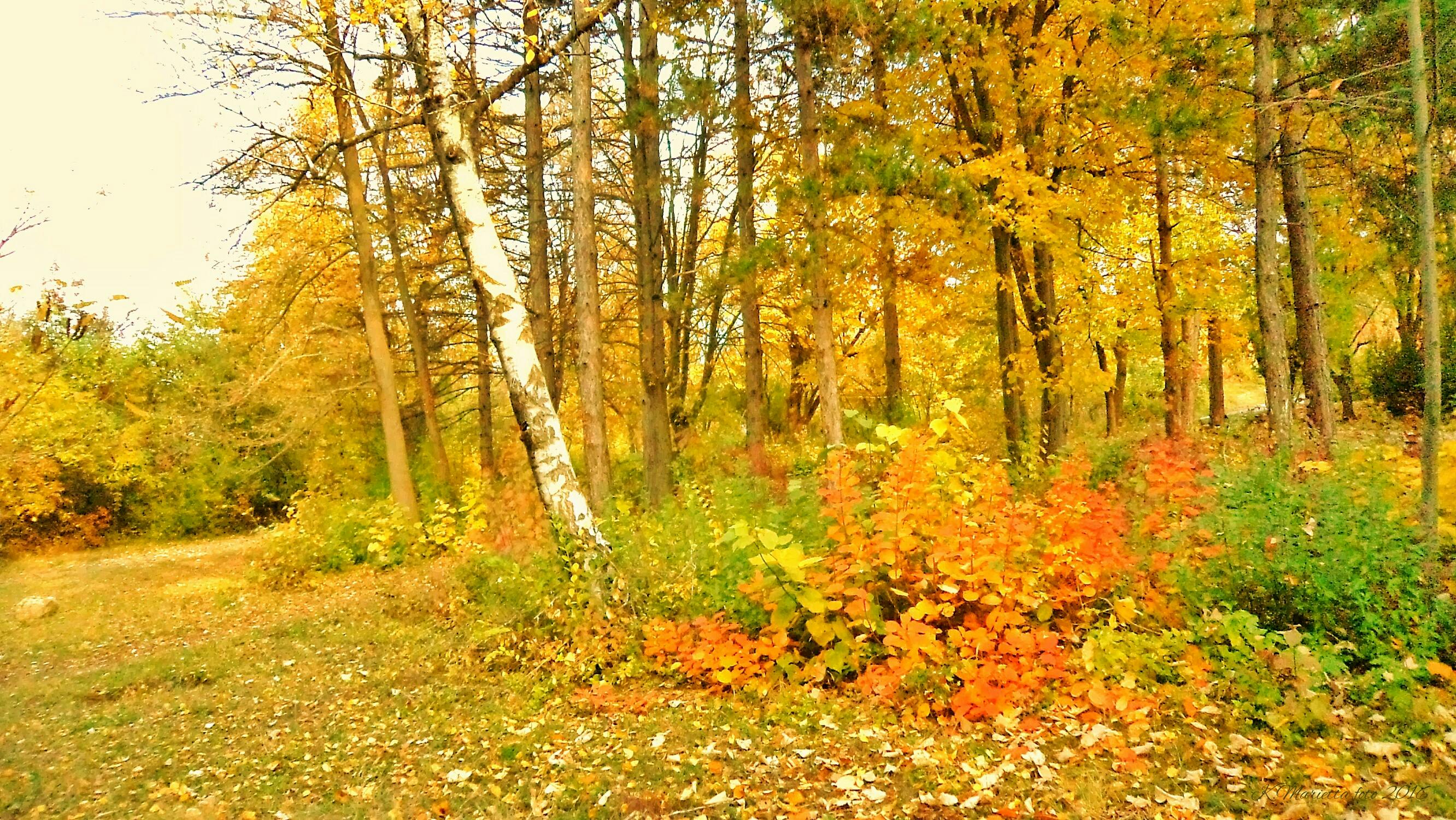 Free Stock Photo Of Golden Autumn In The Park