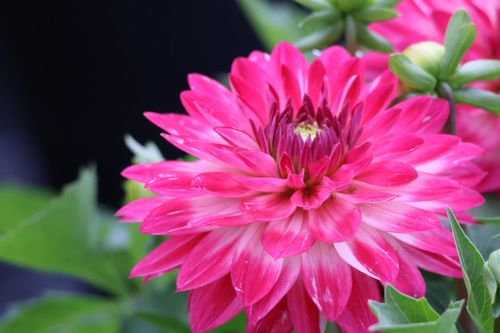 Free Close-up of a vibrant pink dahlia flower in full bloom, showcasing its intricate petals and natural beauty. Stock Photo