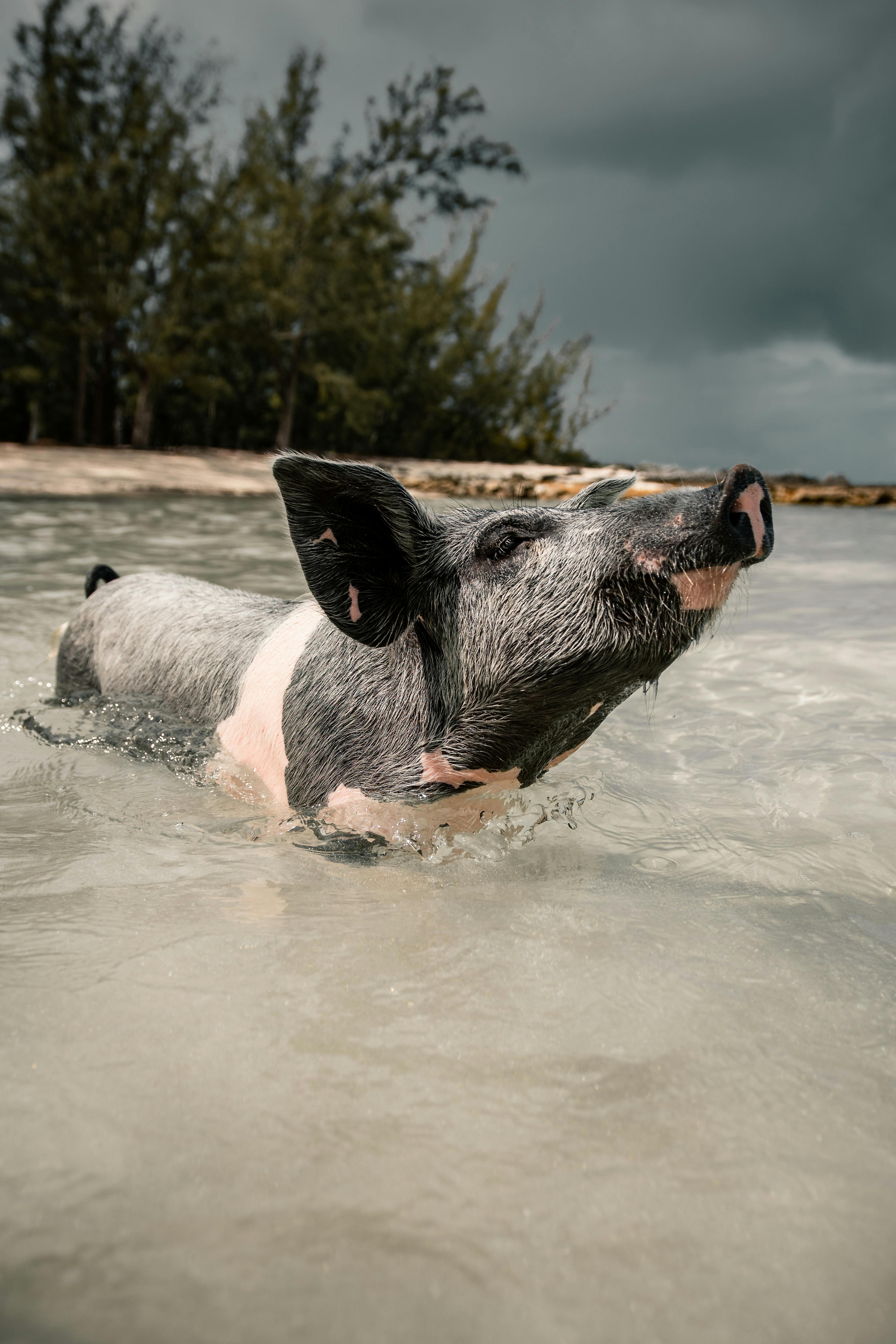 white and black short coated pig running on water