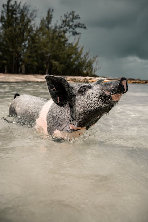 水の上を走る白と黒のショートコート豚